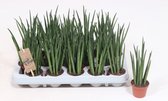 Kamerplanten van Botanicly – 4 × Vrouwentongen – Hoogte: 15 cm – Sansevieria Mikado