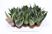 Kamerplanten van Botanicly – 4 × Vrouwentongen – Hoogte: 15 cm – Sansevieria Hahnii