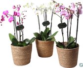 Orchideeën van Botanicly – 3 × Vlinder orchidee – Hoogte: 65 cm, 4 takken – Phalaenopsis