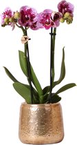 Kolibri Orchids | Roze paarse Phalaenopsis orchidee - El Salvador + Luxury gouden sierpot - potmaat Ø9cm - 40cm hoog | bloeiende kamerplant - vers van de kweker