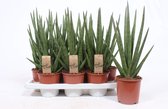 Kamerplanten van Botanicly – 3 × Vrouwentongen – Hoogte: 45 cm – Sansevieria Tough Guy