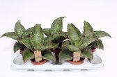 Kamerplanten van Botanicly – 3 × Vrouwentongen – Hoogte: 30 cm – Sansevieria Fire