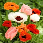 Garden Select - Papaver - Klaproos - Orientale Mix - 10 Planten - Vaste Plant - Gemengde kleuren - Winterhard