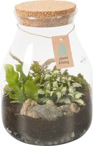 Terrarium Zoë