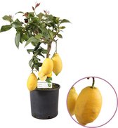 Citroenboom, Citrus Limon, hoogte 60 - 80 cm, fruitboom, heerlijk geurende bloesem