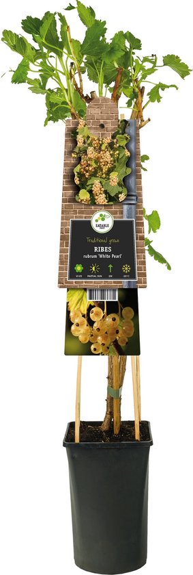 2 Plants De Kiwi Actinidia 'Jenny' - Plante Grimpante Fruitière Rustique ⌀14cm Hauteur 60-70cm