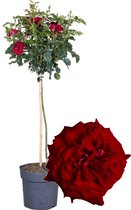 Plant in a Box - Rosa Palace 'Pride' - Rode stamroos voor binnen,tuin,terras of balkon - Pot 19cm - Hoogte 80-100cm