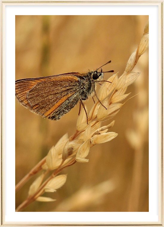 Poster Met Metaal Gouden Lijst - Lepidoptera Poster