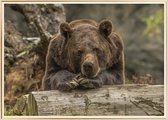 Poster Met Metaal Gouden Lijst - Grizzlybeer Poster