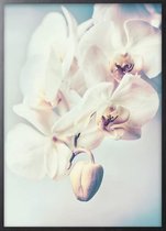 Poster Met Zwarte Lijst - Orchideeën Bloemen Poster