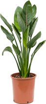 Strelitzia Reginae S 105 cm kamerplant