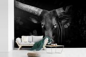 Behang - Fotobehang Close-up van een watussi rund in de jungle - zwart wit - Breedte 600 cm x hoogte 400 cm