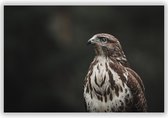 Roodstaartbuizerd in de Natuur op Aluminium - Foto op Dibond - Aluminium Schilderij - Foto in Natuur - 90x60 cm