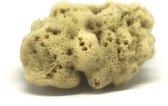 Natuurspons formaat 10-12 cm