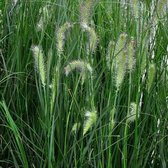 12 x Pennisetum Hameln - Lampenpoetsersgras pot 9x9cm pot - Populairste siergras