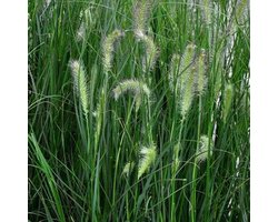 12 x Pennisetum Hameln - Lampenpoetsersgras pot 9x9cm pot - Populairste siergras