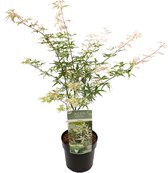 Plant in a Box - Plant in a Box - Acer palmatum 'Ukigumo' - Japanse Esdoorn winterhard - Groene bladeren - Pot 19cm - Hoogte 50-60cm