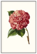 Camelia Aquarel (Camelia) - Foto op Akoestisch paneel - 150 x 225 cm