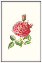 Tuinroos (Garden Rose) - Foto op Akoestisch paneel - 80 x 120 cm