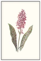 Orchis (Orchis) - Foto op Akoestisch paneel - 60 x 90 cm