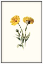 Goudsbloem 2 (Common Marigold White) - Foto op Akoestisch paneel - 100 x 150 cm