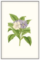 Brunfelsia Aquarel (Brunfelsia) - Foto op Akoestisch paneel - 80 x 120 cm