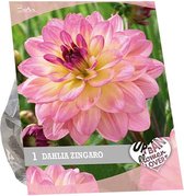 Baltus Urban Flowers Dahlia Zingaro bloembollen per 1 stuks