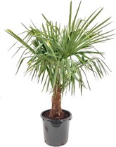 Winterharde Palmboom - Trachycarpus Fortunei - 100 cm Hoog- Plentygreen.nl