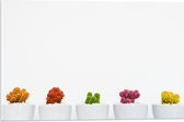 Acrylglas - Kleurrijke Plantjes in Witte Potten - 60x40cm Foto op Acrylglas (Wanddecoratie op Acrylglas)