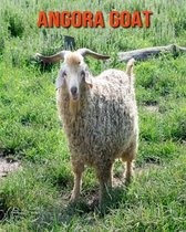 Angora Goat