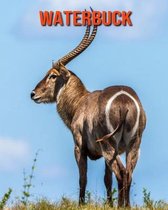 Waterbuck