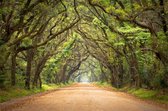 Schilderij natuur en bos - Botany Bay plantation - Foto op canvas - canvasposter met ophangsysteem. - 90 x 60 cm