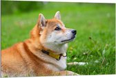 Dibond - Hokkaido Hond in het Gras - 120x80cm Foto op Aluminium (Met Ophangsysteem)