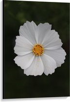 Canvas  - Witte Bloem - 80x120cm Foto op Canvas Schilderij (Wanddecoratie op Canvas)