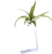 airplants luchtplantje tillandsia standaard