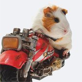 Carte de voeux 3D biker cochon d'Inde
