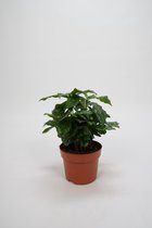 WL Plants - Coffea Arabica - Koffieplant - Kamerplanten - Zeer Gemakkelijk te Verzorgen - ± 25cm hoog -12cm diameter