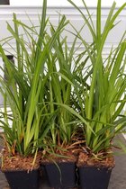 6x Carex 'Irish Green' Zegge  in 9x9cm pot