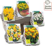 Narcissen special in geschenk doos 100 narcissen  | Bloembollen | Blumenzwiebeln | Flowerbulbs| Cadeau | Bloemen
