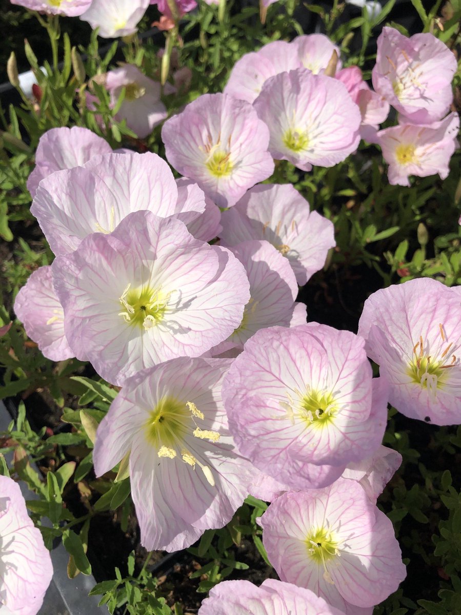 6 x Oenothera speciosa 'Siskiyou' - Teunisbloem - P9 Pot (9 x 9cm) - Dima Vaste Planten