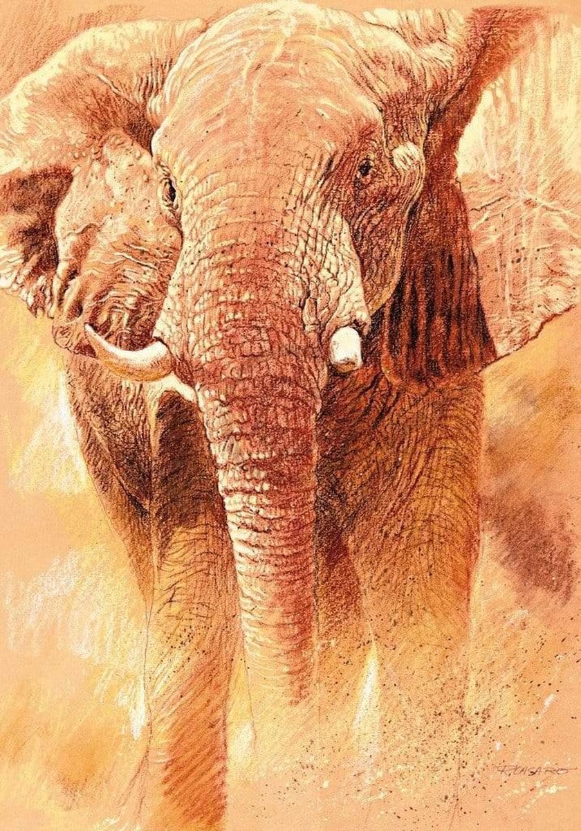 PGM Kunstdruk Renato Casaro - Elefant Study 70x100cm Divers