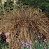 6 x Carex Comans 'Bronze Form' - Zegge - pot 9 x 9 cm