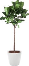Ficus Lyrata op stam in watergevende Classico zwart | Vioolbladplant / Tabaksplant