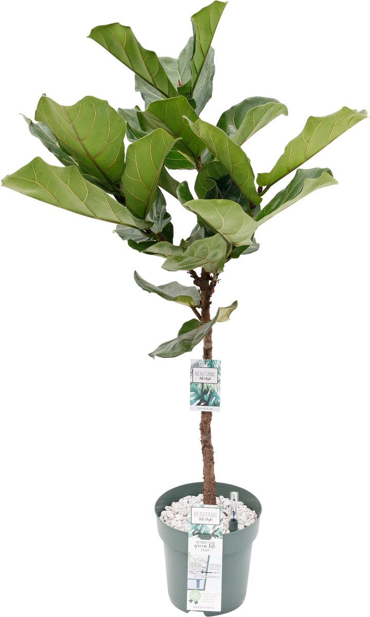 Grote Ficus Lyrata (Tabaksplant) kamerplant Kamerplant in pot ↕