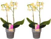 Orchideeën van Botanicly – 2 × Orchidee met grijze sierpot als set – Hoogte: 50 cm, 1 tak – Phalaenopsis Multiflora Green Pixie