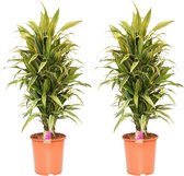 Kamerplanten van Botanicly – 2 × Drakenboom – Hoogte: 125 cm – Dracaena derem. Warneckei
