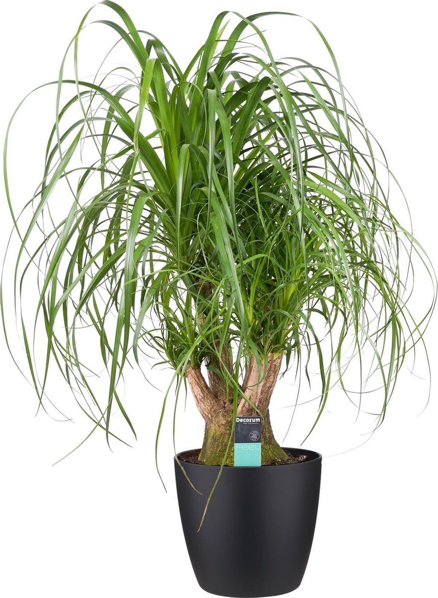 Beaucarnea Vertakt met Elho brussels antracite - Hoogte 100cm Potmaat 27 - Bektas Plants