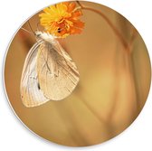 Forex Wandcirkel - Witte Vlinder op Gele Bloem - 30x30cm Foto op Wandcirkel (met ophangsysteem)