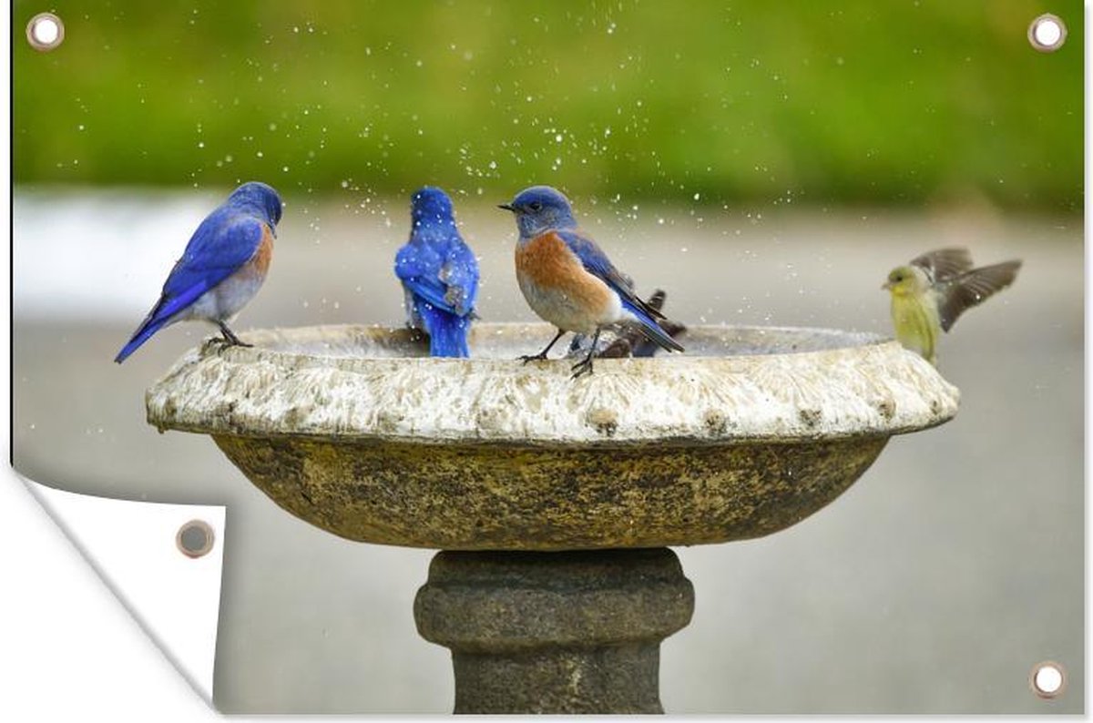 Différents types d'oiseaux partageant une affiche de jardin bain d'oiseaux  toile en