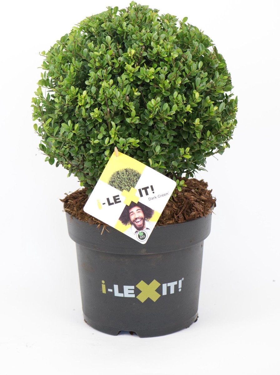 Ilex crenata 'Glory Gem' - bolvorm kopen | Japanse Hulst Ilex crenata 'Glory Gem' - bolvorm kopen | Japanse Hulst